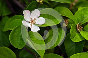 Blooming quince