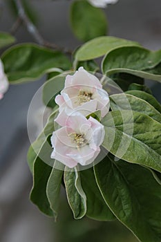 Blooming quince fruit tree