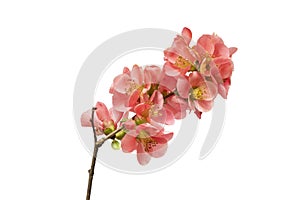 Blooming quince shrubs (Chaenomeles), isolated on white