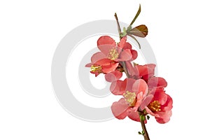 Blooming quince shrubs (Chaenomeles), isolated on white