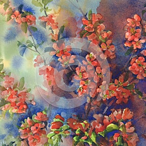 Blooming quince still-life watercolor