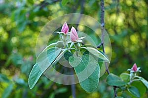 Blooming quince tree branch