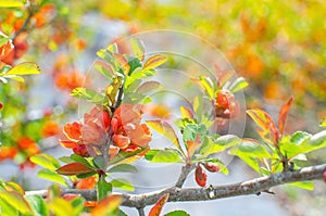 Blooming quince tree