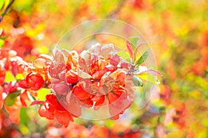 Blooming quince tree