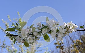 quince tree branch in bloom in spring