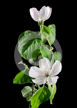 Blooming Quince tree flowers on a black background