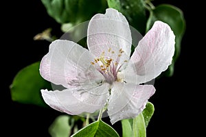 Blooming Quince tree flowers on a black background