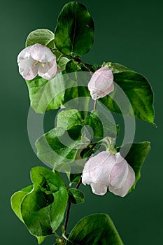 Blooming Quince tree flowers on a green background