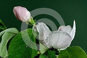 Blooming Quince tree flowers on a green background