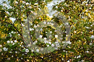 Blooming quince tree on soft sunshine