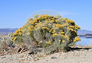 Blooming Rabbitbrush at Mono Lake, California