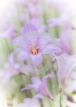 Blooming Rain Lilies, Fresh with Soft Dreamy Effect