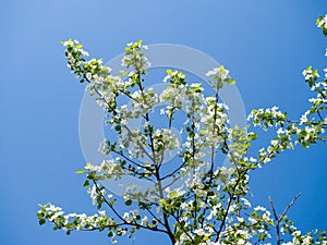 Blooming ranetka. White small flowers against the blue sky