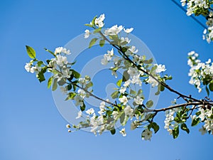 Blooming ranetka. White small flowers against the blue sky
