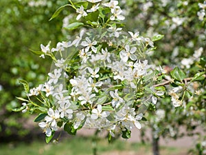 Blooming ranetka. White small flowers on a branch. Summer sunny day