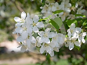 Blooming ranetka. White small flowers on a branch. Summer sunny day