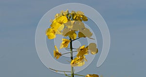 Blooming Rape field, brassica napus, Normandy in France