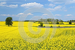 Blooming rape fields