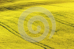Rape field in the sunshine