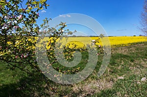 Blooming Apple tree in a rapeseed field, blooming rapeseed and Apple tree in spring