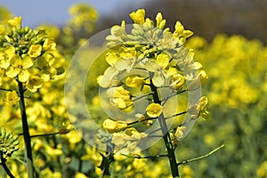 Blooming rapeseed (Brassica napus) in early spring.