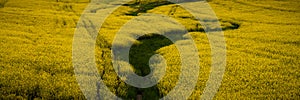 blooming rapeseed bright yellow hilly field. widescreen panoramic view. agricultural landscape photo