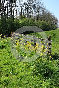 Blooming rapeseed before the closed wooden fence in the grassland in the beautiful spring.