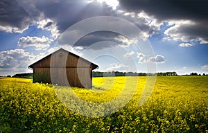 Blooming rapeseed field