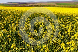 Blooming rapeseed field in early spring. Background with selective focus and copy space for text