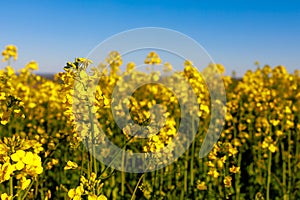 Blooming rapeseed field in early spring. Background with selective focus and copy space for text