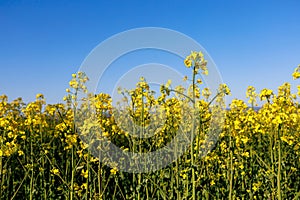 Blooming rapeseed field in early spring. Background with selective focus and copy space for text