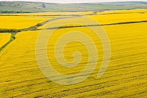 Blooming rapeseed field with evening light. Aerial view