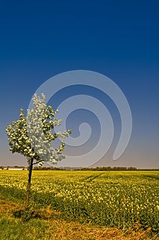 Blooming of Rapeseed field nearby Magdeburg