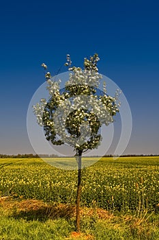 Blooming of Rapeseed field nearby Magdeburg