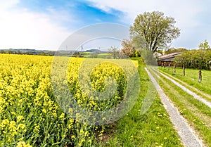 Blooming rapeseed field, rural landscape