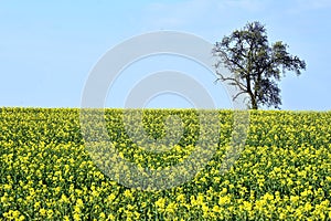 A blooming rapeseed field in the Salzkammergut Upper Austria, Austria