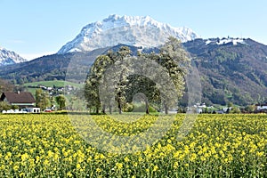 A blooming rapeseed field in the Salzkammergut Upper Austria, Austria