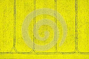 Blooming rapeseed field seen from above. Drone shot for agriculture business.