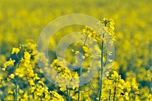 Blooming rapeseed field in spring