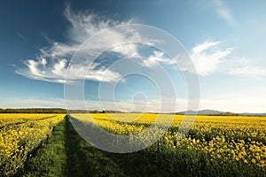 Blooming rapeseed field in the springtime