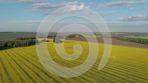 Blooming rapeseed field on a summer sunny day.