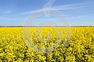 Blooming rapeseed field on a sunny day