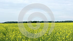 Blooming rapeseed field sway in the wind on skyline background. Slow Motion