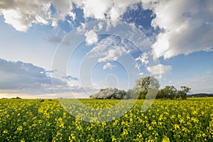 Blooming rapeseed fields in Germany