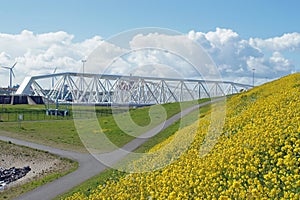 Blooming rapeseed in front of the Maeslant barrier