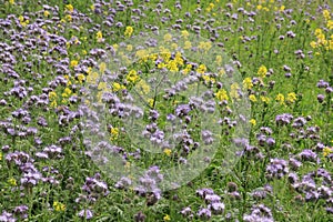 Blooming Rapeseed and Phacelia in the park.