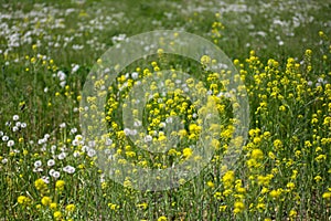 Blooming rapeseed, rape, brassica napus with dandelions