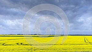 Blooming raps field in Schleswig-Holstein, Germany.