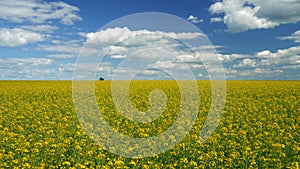 Blooming raps field under blue sky with clouds. Yellow rapeseed oil field in blossom. Summer bright day. 4K, UHD 2