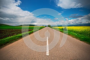 Blooming rapseed field in a rural landscape